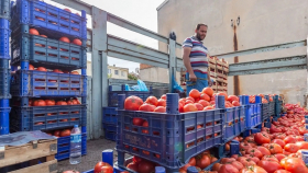 Россия серьёзно повысила квоту на поставки турецких томатов